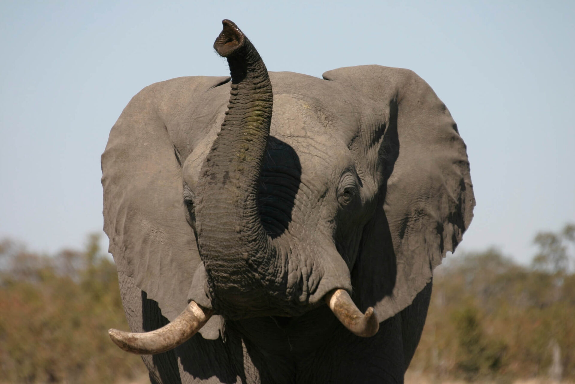 About Elephant