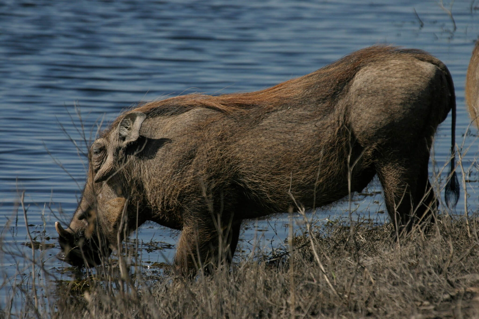 About Warthog