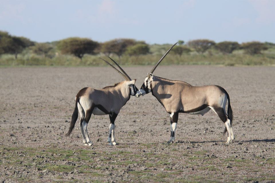 Read more about the article Central Kalahari Game Reserve