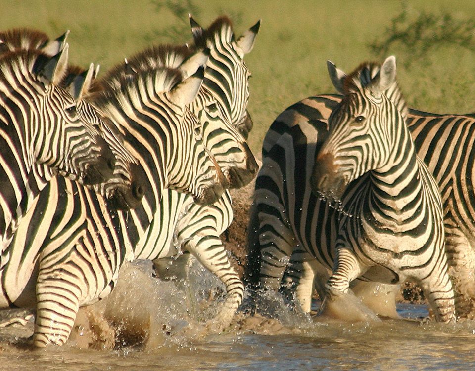 Zebra playing in water