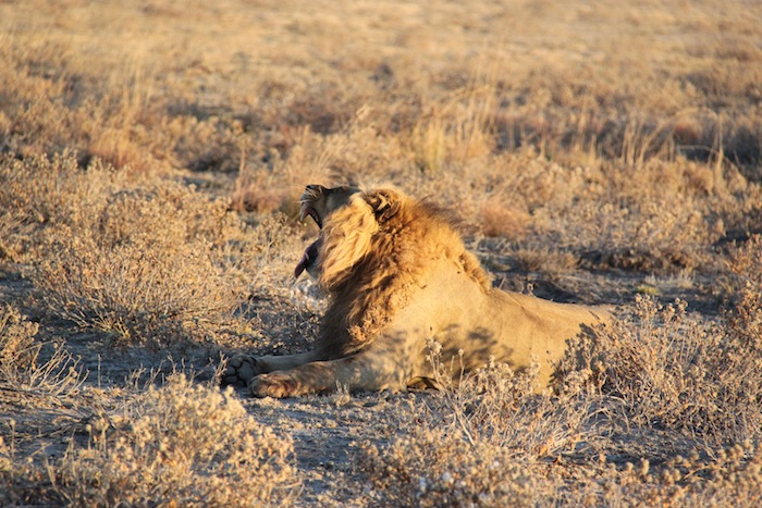 Read more about the article Through the Eyes of a Safari Guide