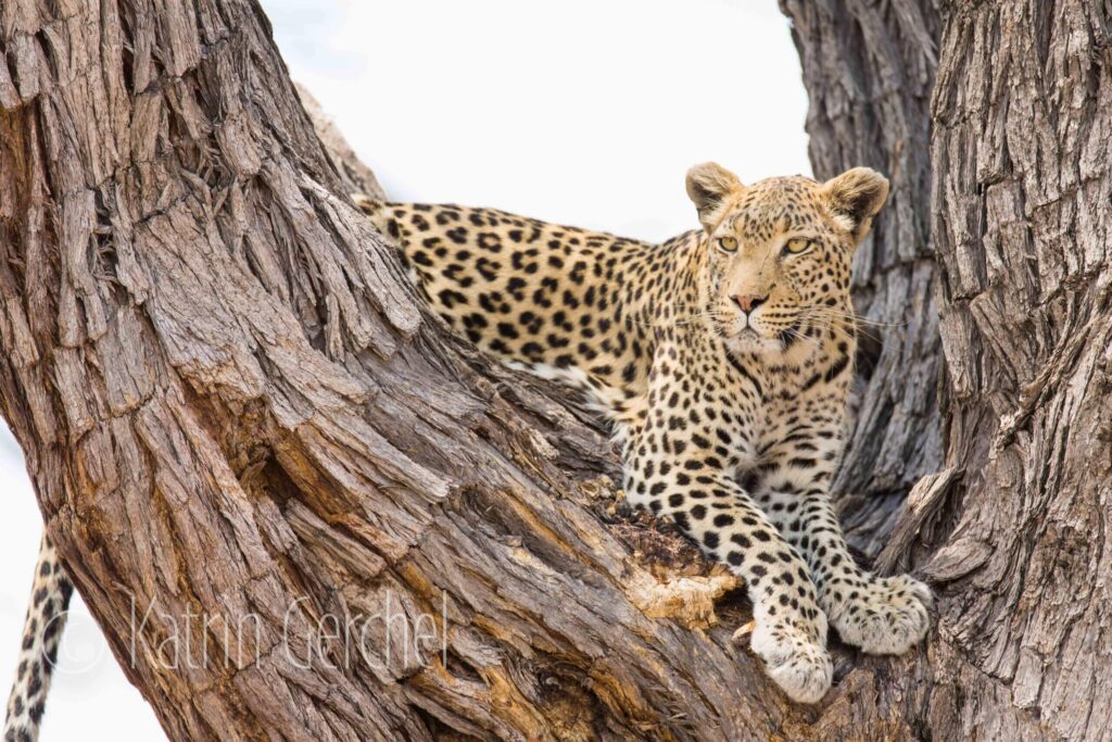 Leopard resting on tree