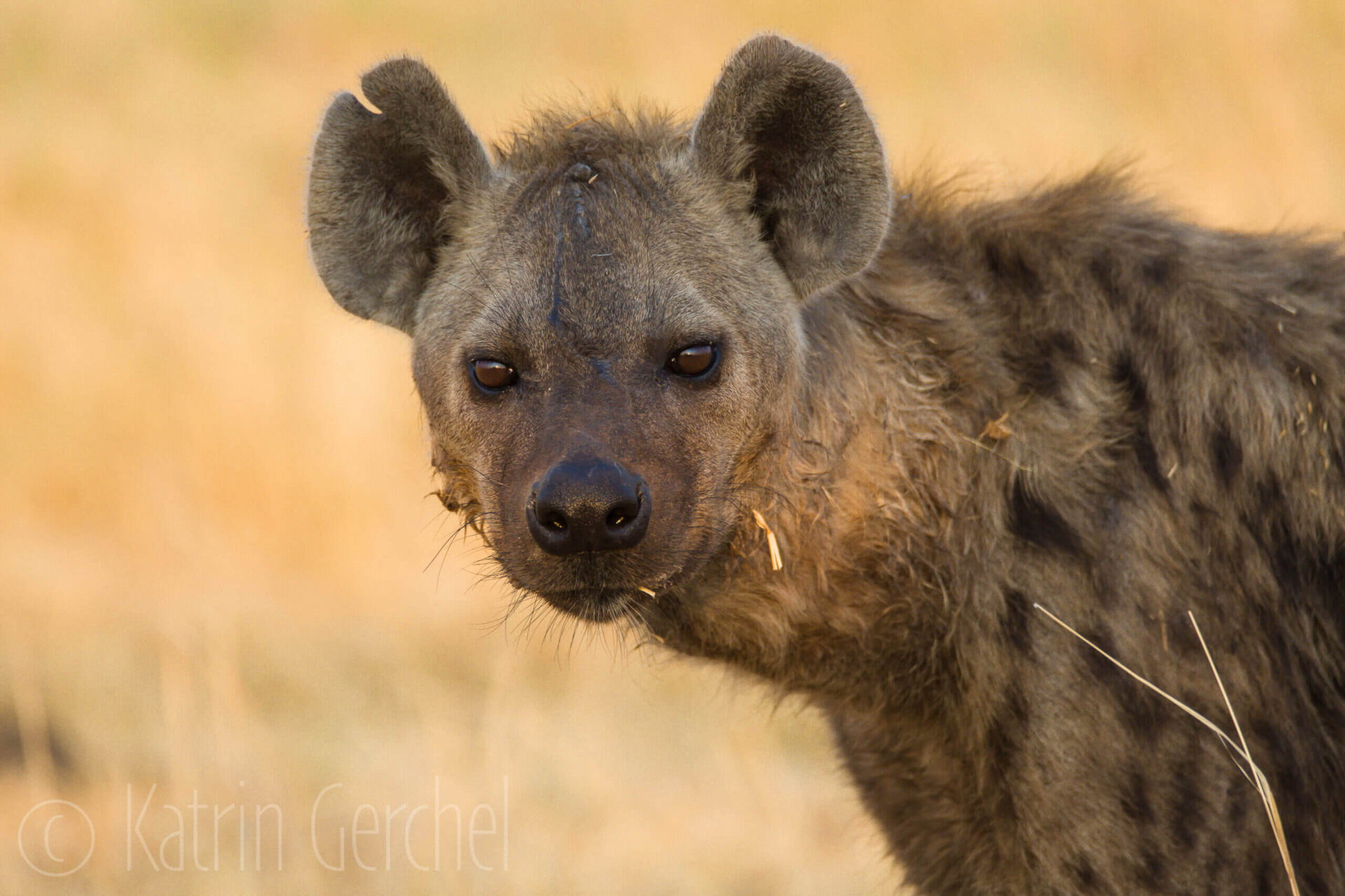 Hyena looking at you Sterena