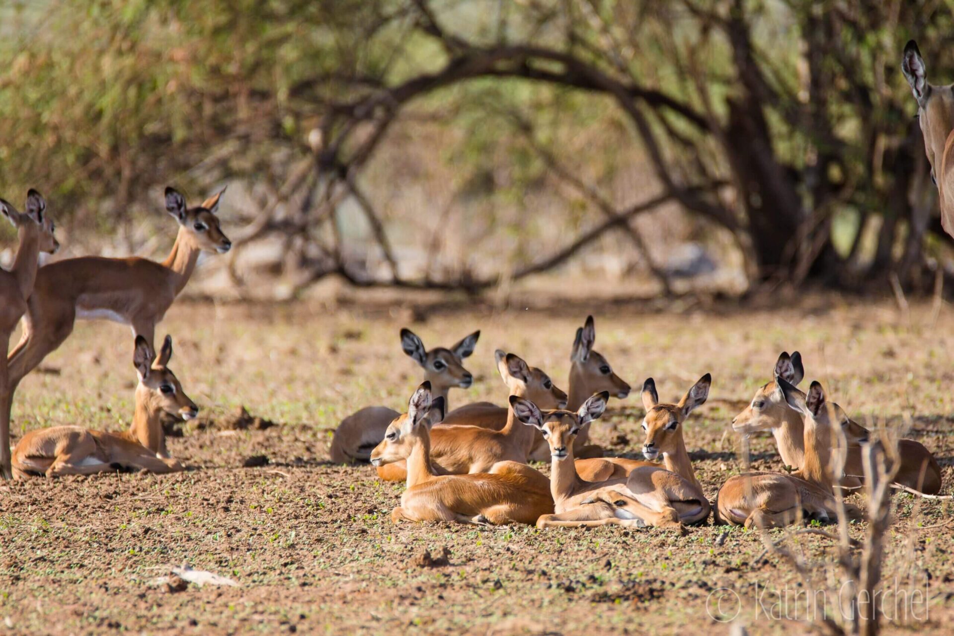Deer resting
