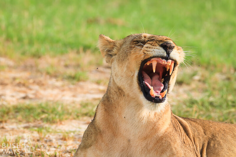 Lion safari