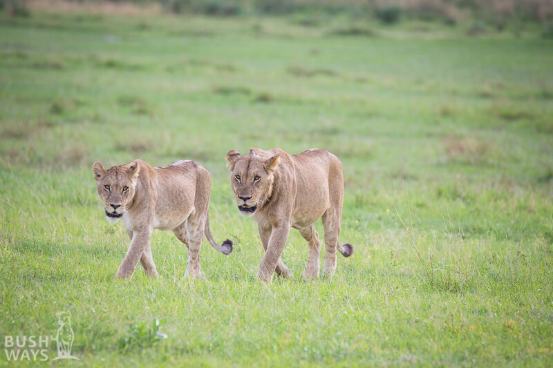 Lioness