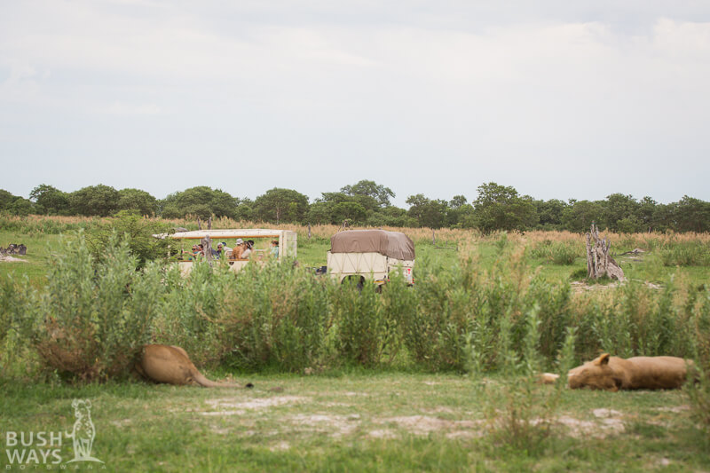 Lion safari