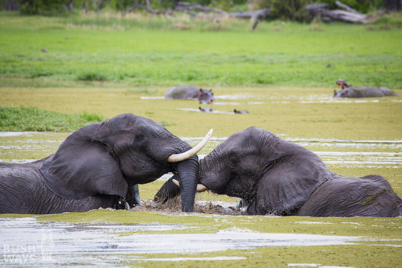 Elephants