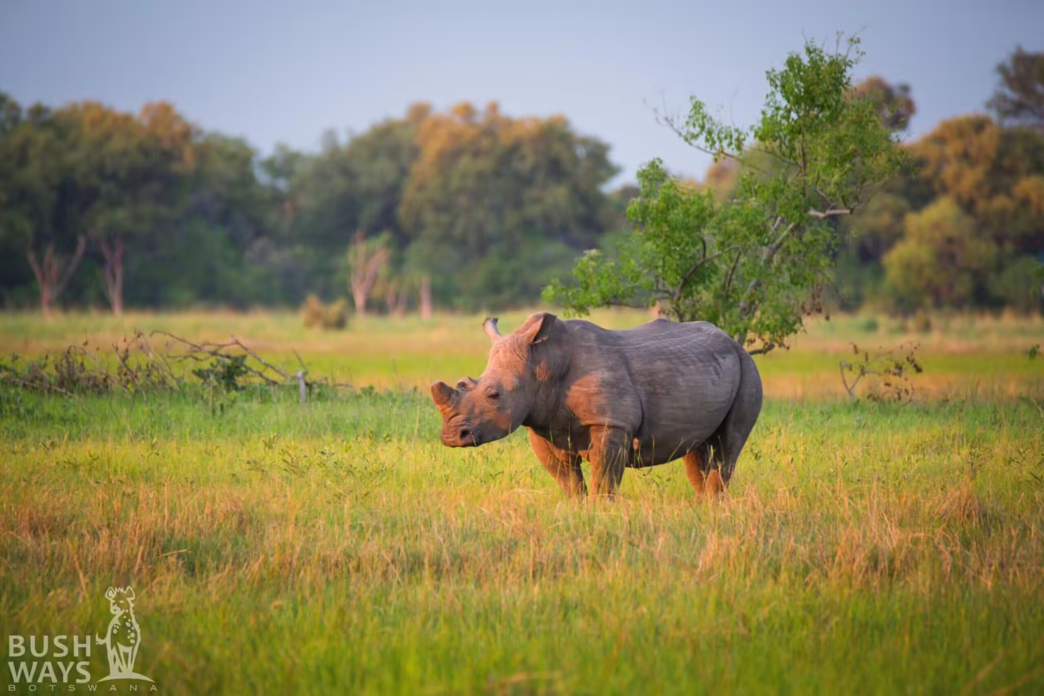 rhino