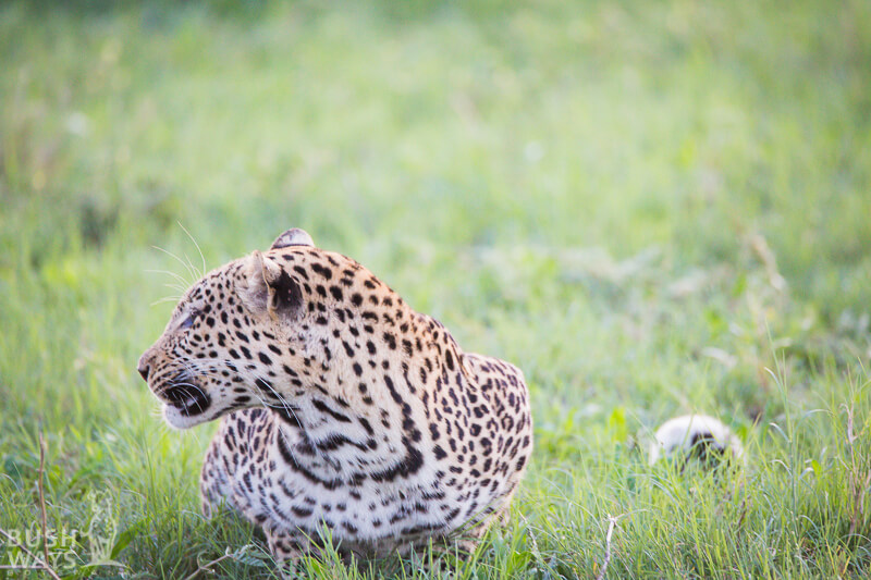 Leopard safari