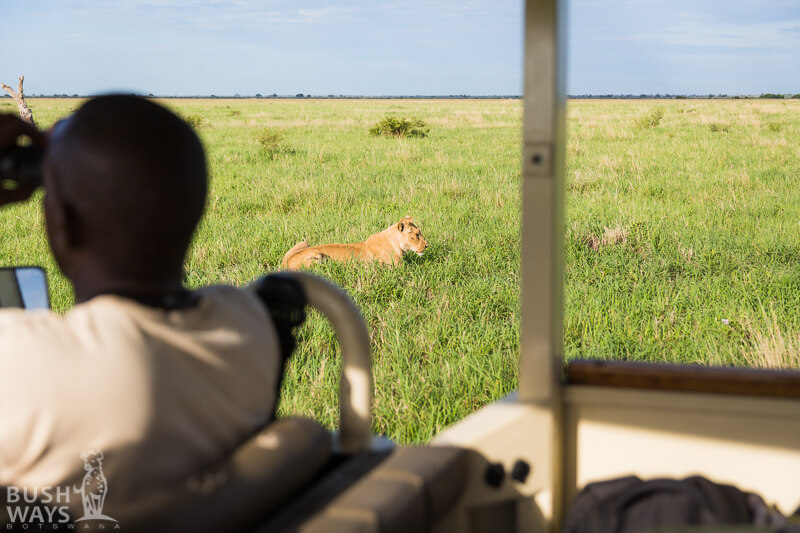 Lion Safari