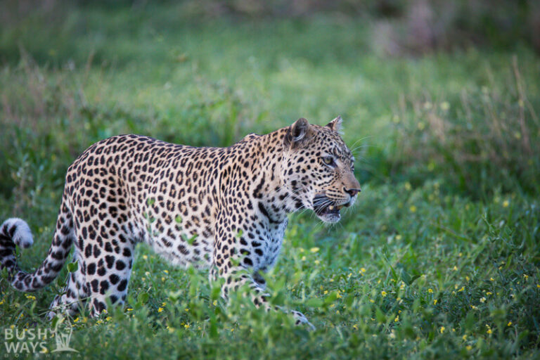 Read more about the article Safaris in the green or rainy season