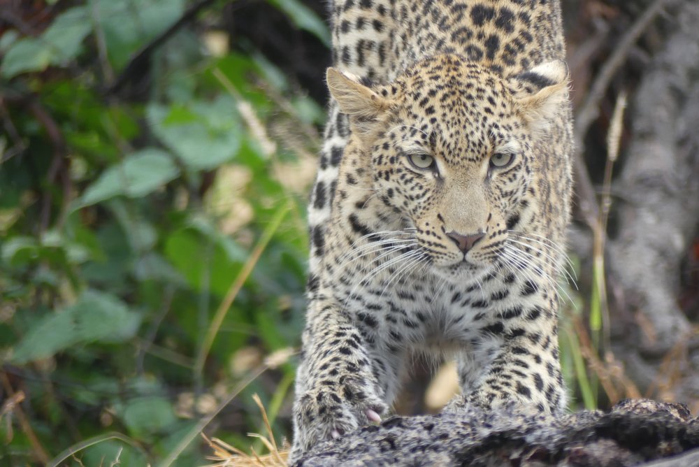 Read more about the article MY SAFARI EXPERIENCE by Moitshephi Lorato Choto