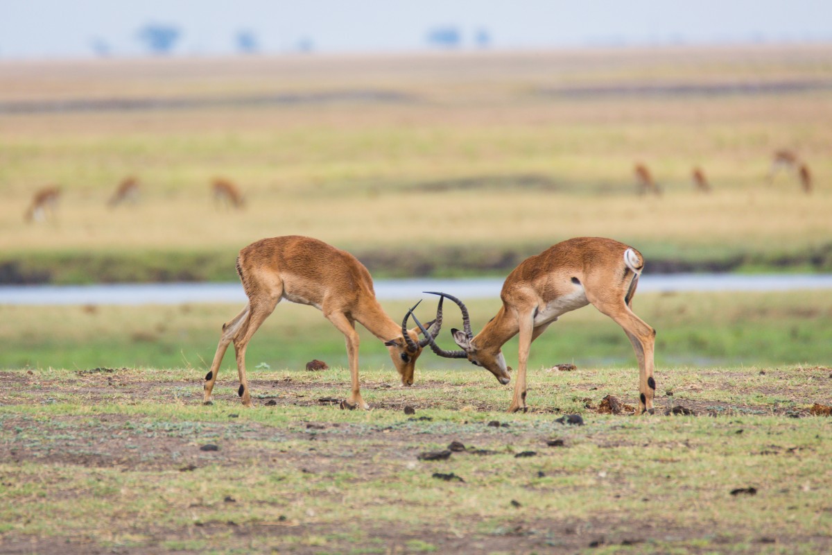 Deers fighting