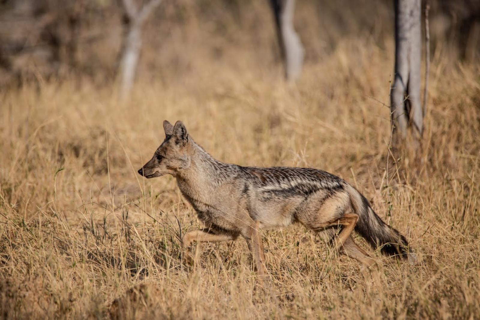 Moremi animal