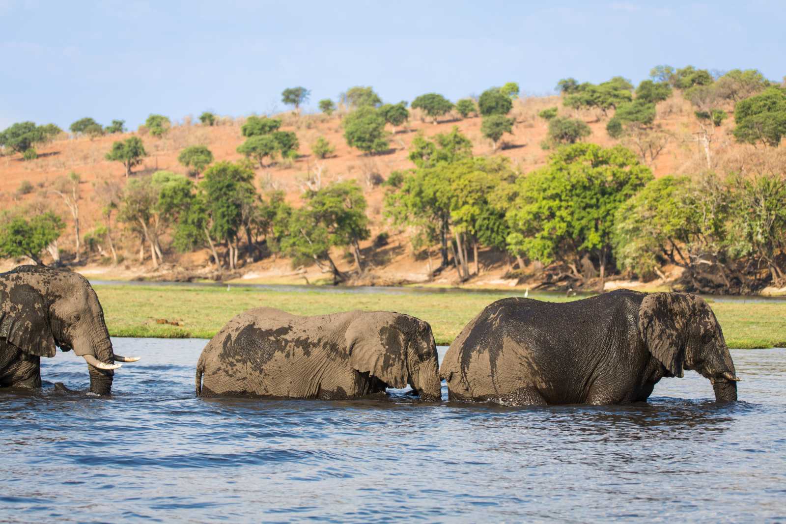 elephant in water