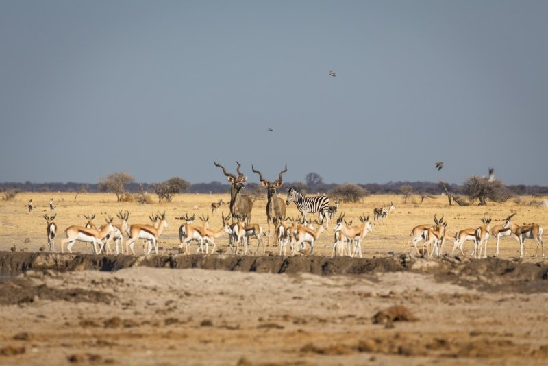 Deers in the field