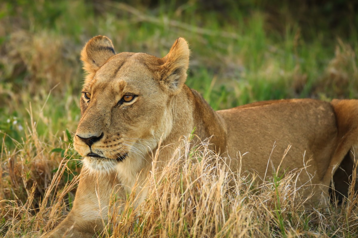 Lion resting