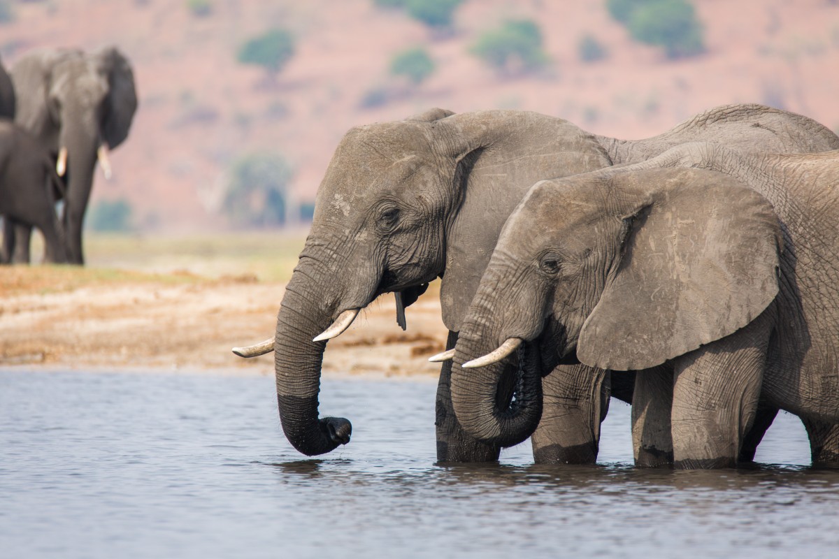 Elephants in lake