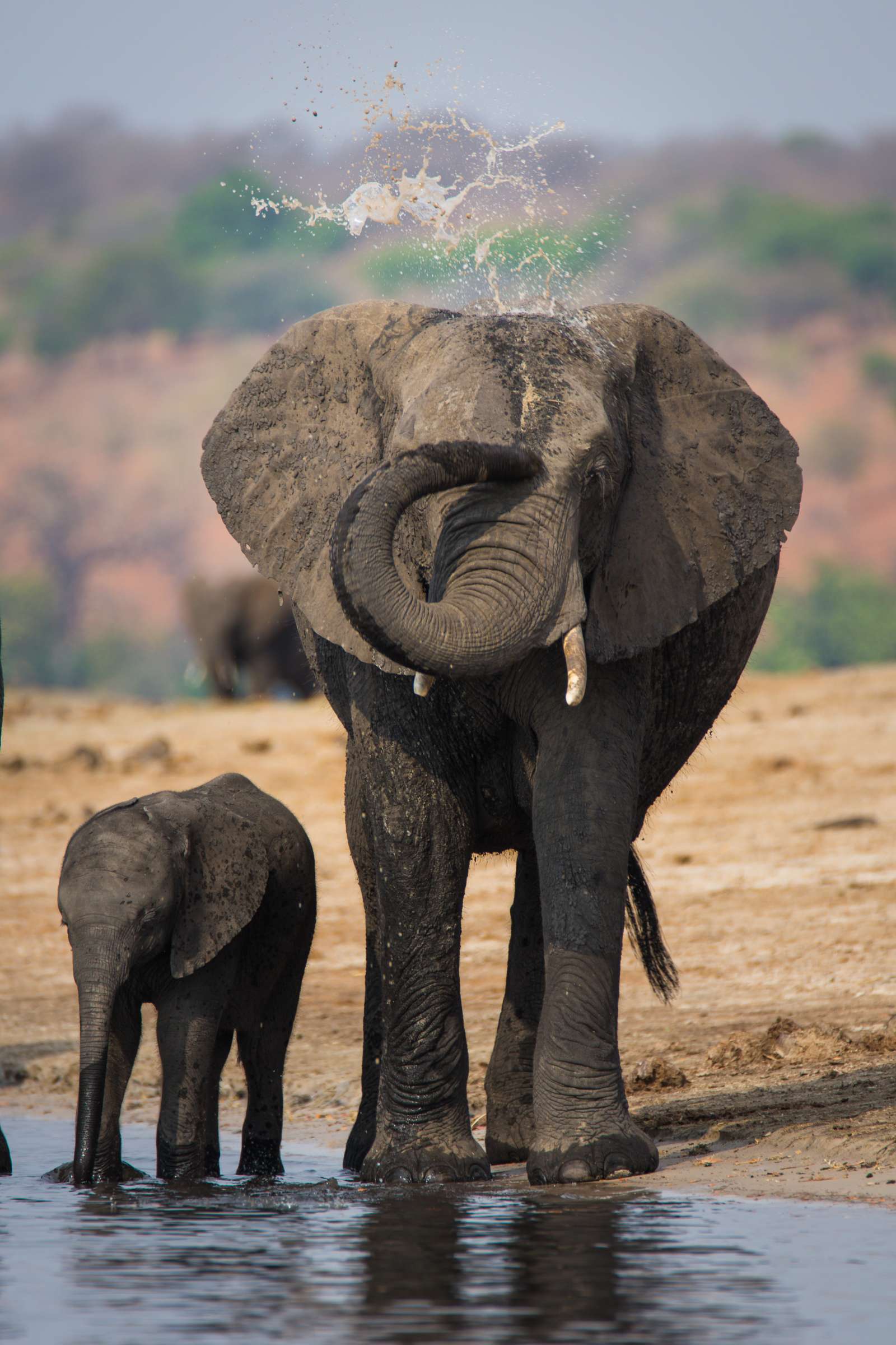 Elephant and baby