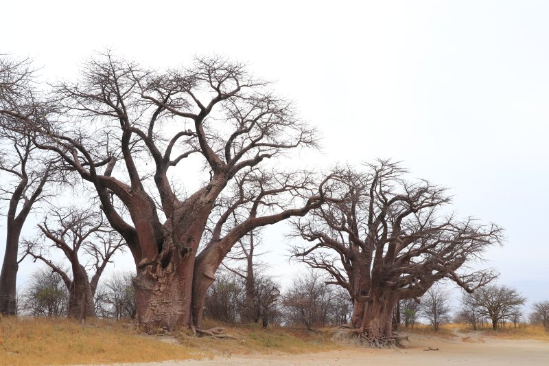 trees without leaf