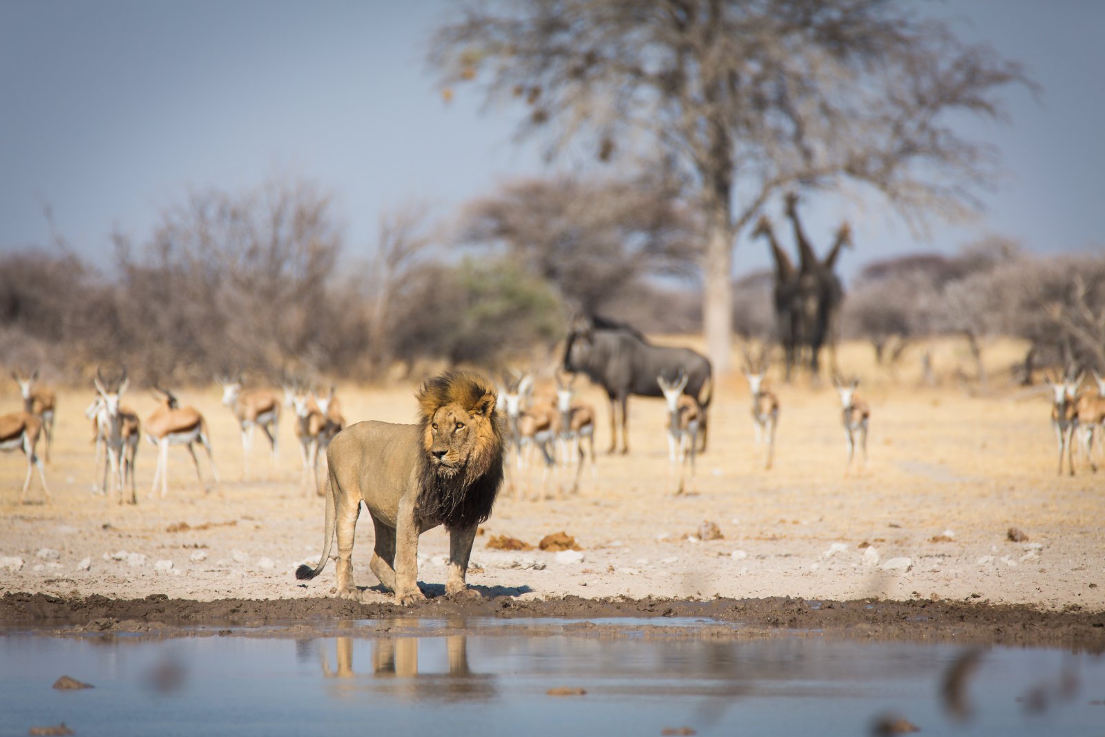 You are currently viewing Exploring Wildlife Wonders in Botswana’s National Parks with Bush Ways Safaris