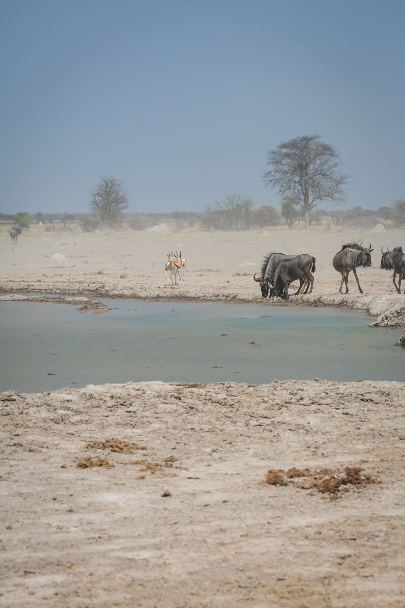 Animals drink water