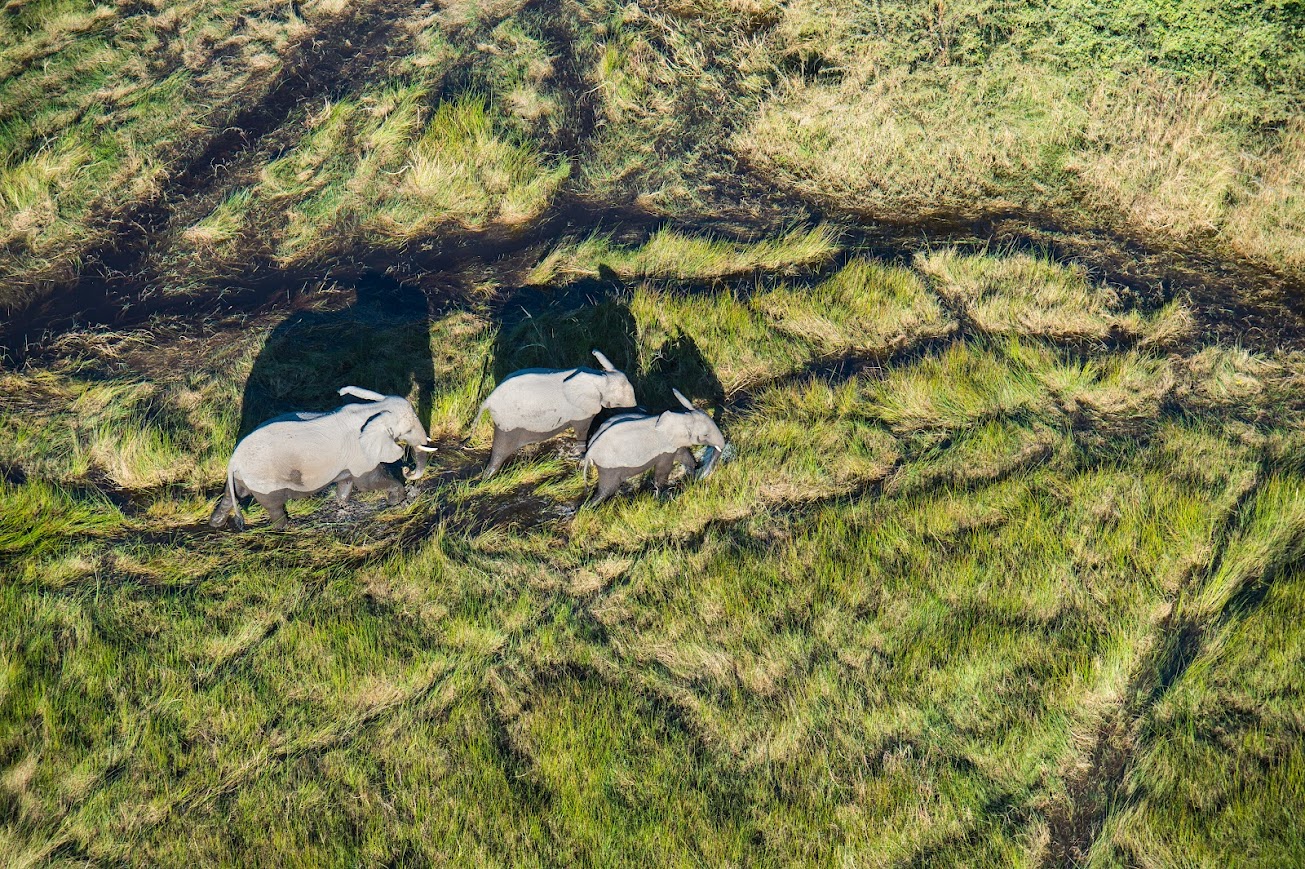 Okavango Delta