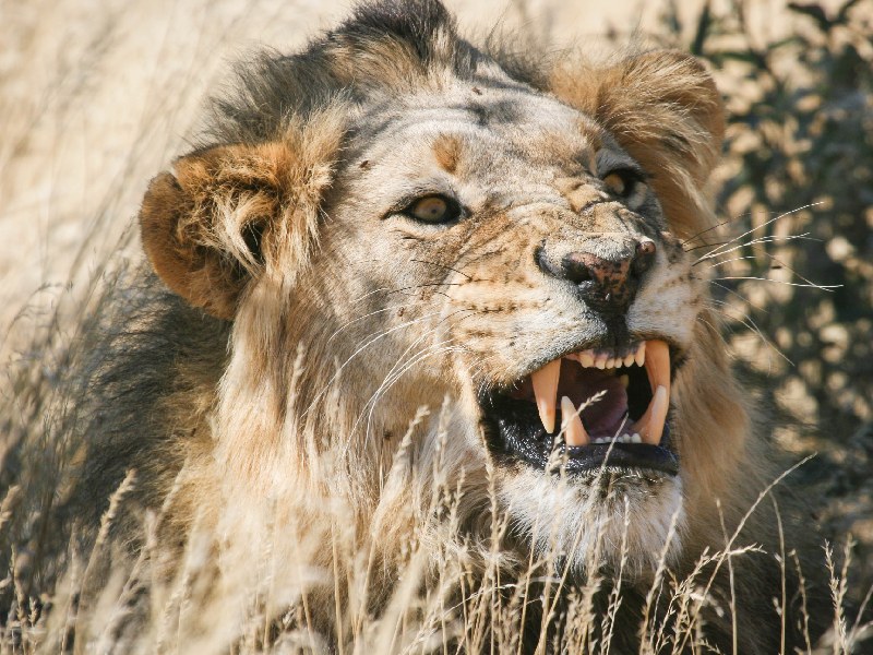 Read more about the article LION SAFARI 14 NIGHTS