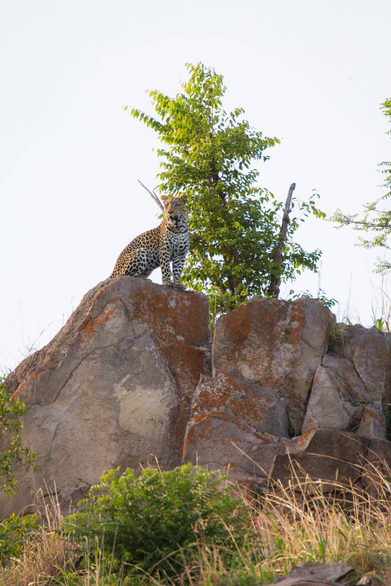 lion in rock