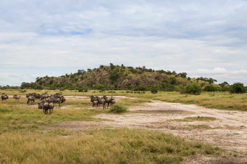 animals in ground