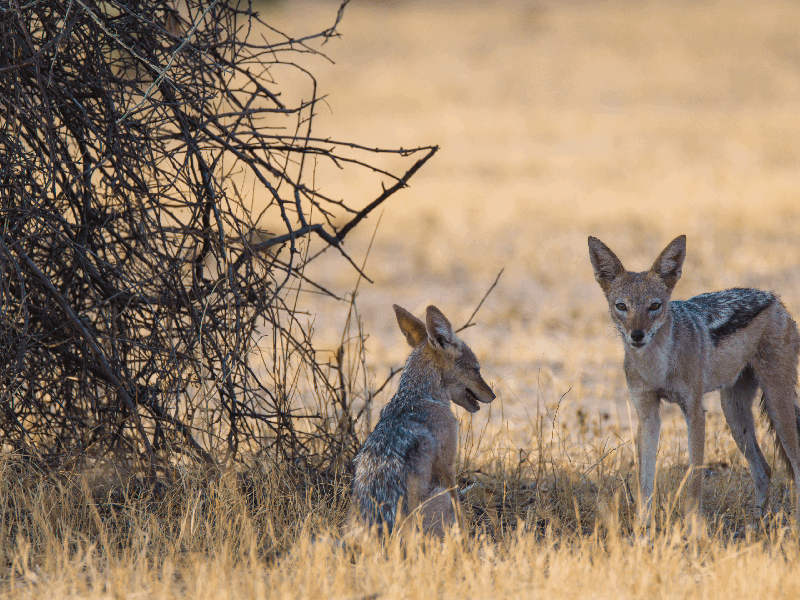 Read more about the article THE JACKAL SAFARI 10 NIGHTS