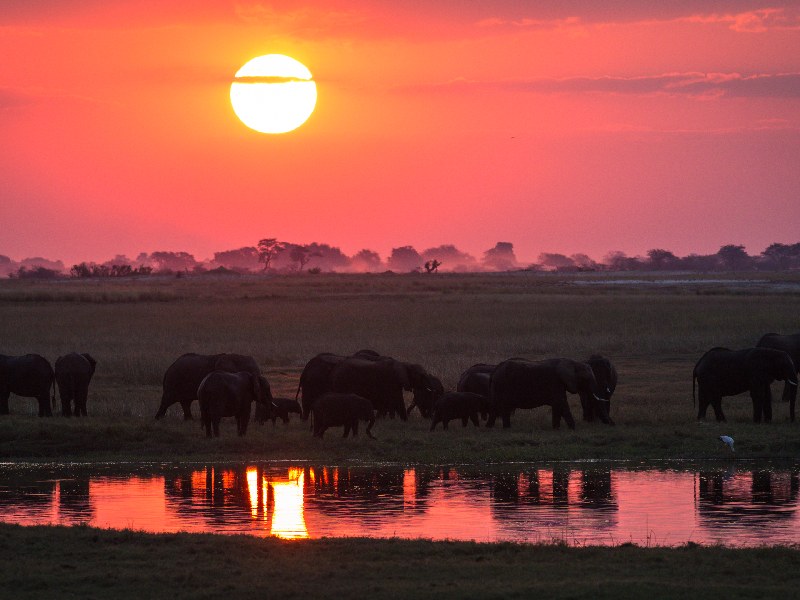 elephants