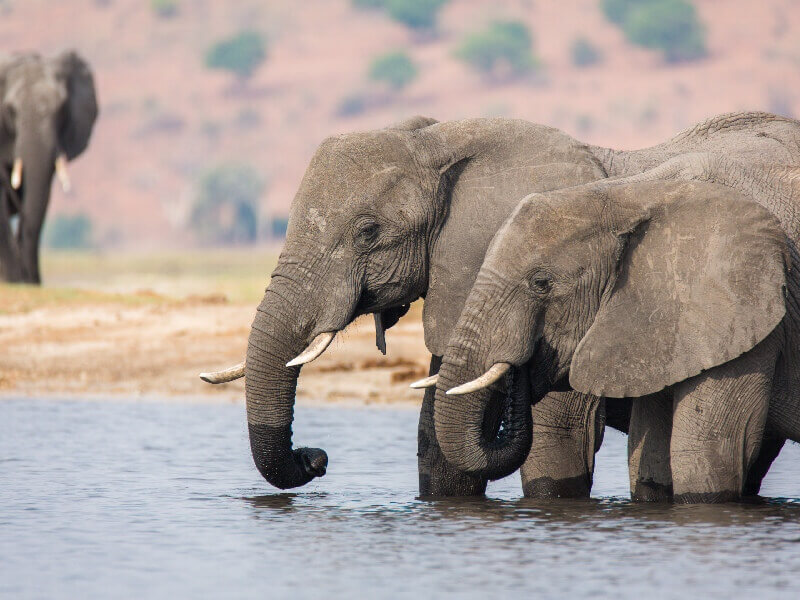 Elephants in Chobe National Park