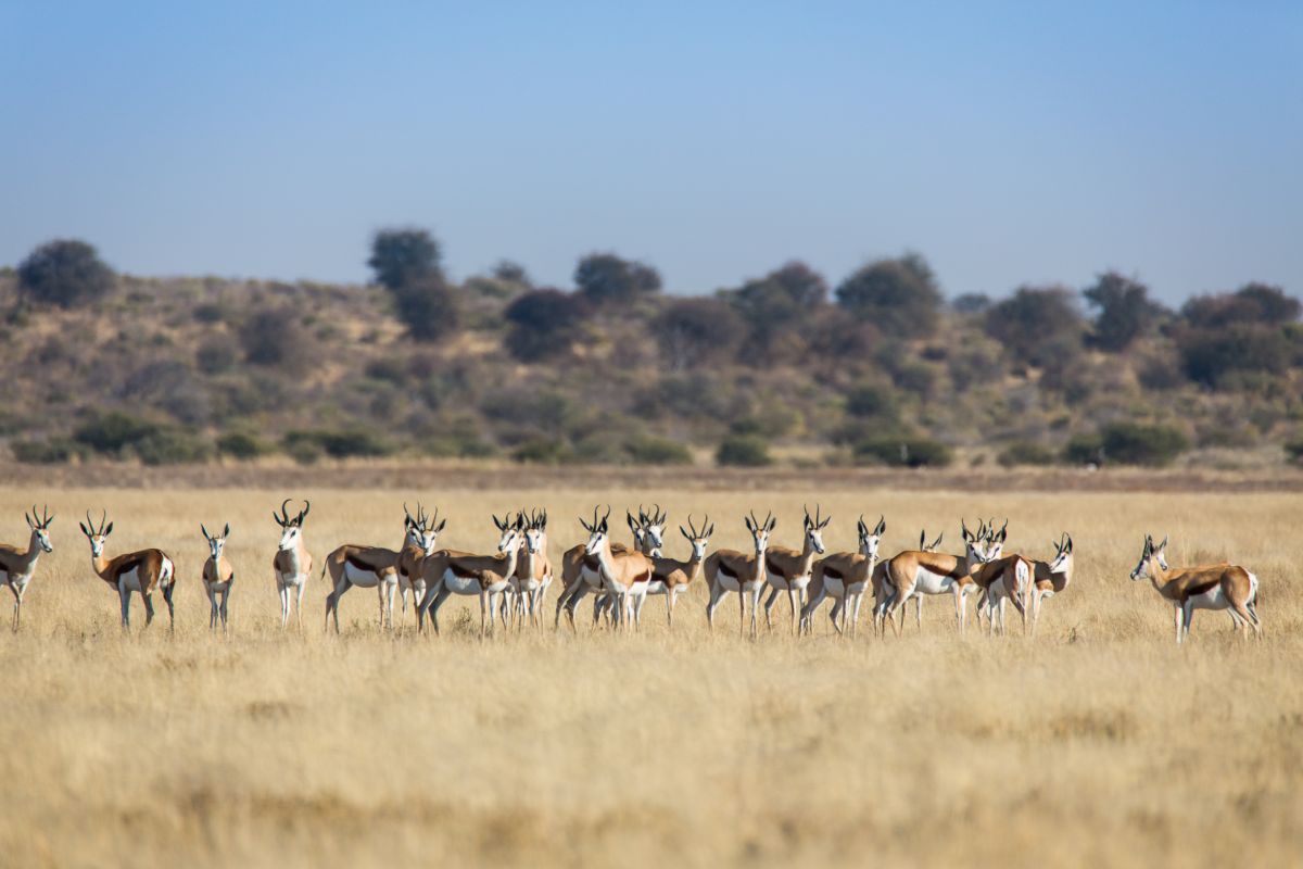 Deer eating grass in medows in Central Kalahari