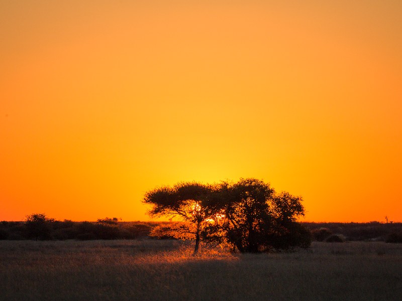 Sun setting in forest