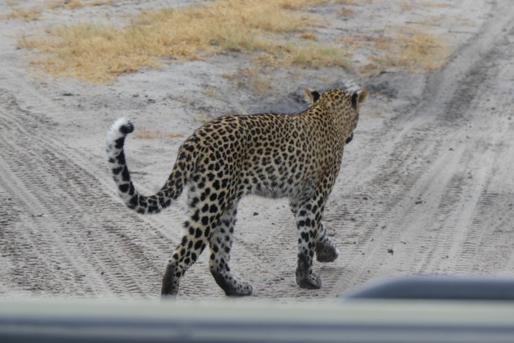 leopard safari