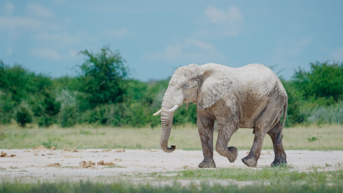 Elephant in Makgadikgadi