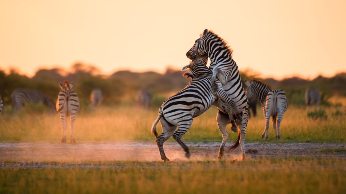 Zebra playing in Makgadikgadi