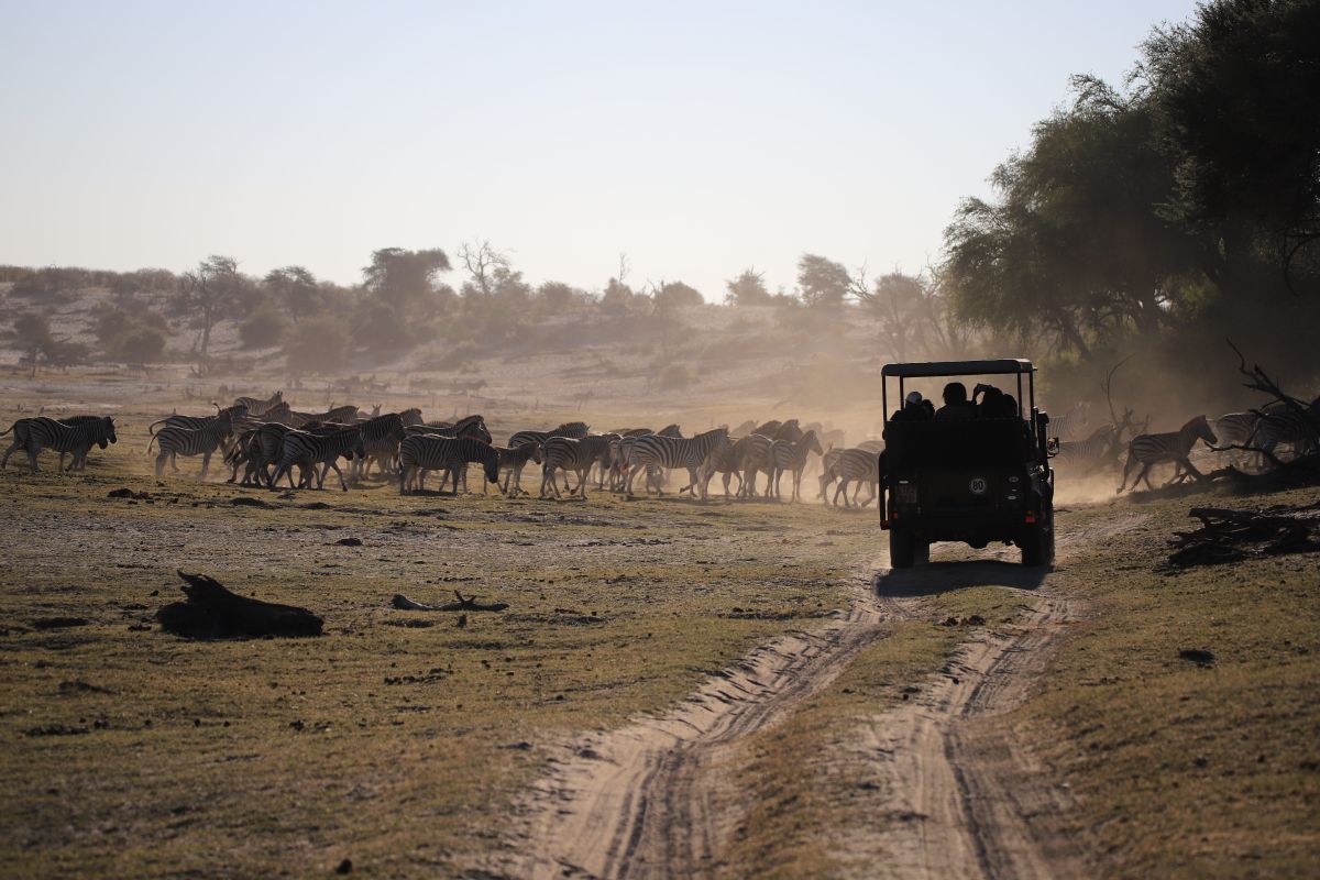 Safari to see zebra in Makgadikgadi