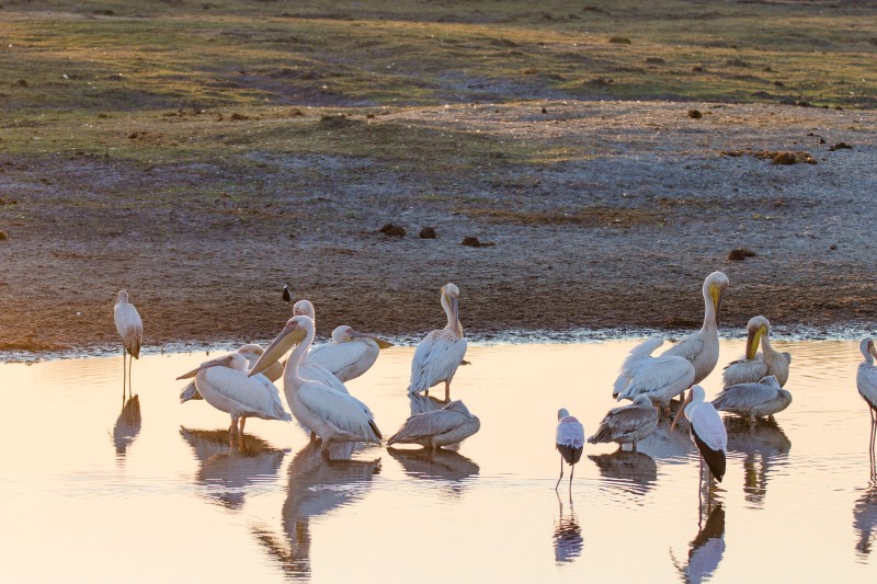 Birds of Makgadikgadi