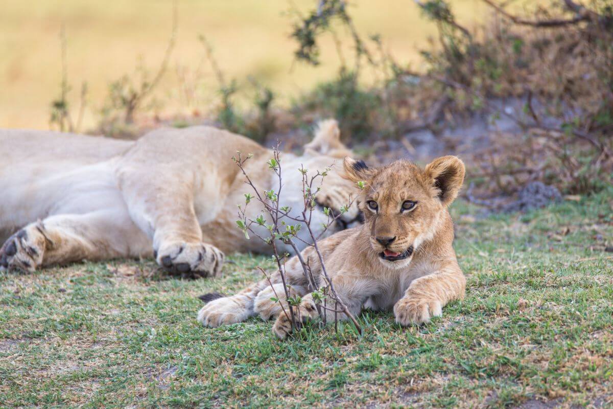 Lion cub with mother in Moremi