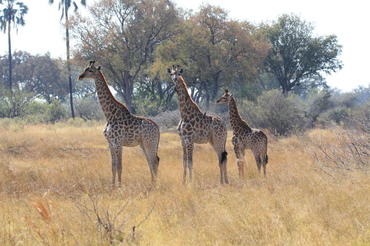 Giraffe in Moremi