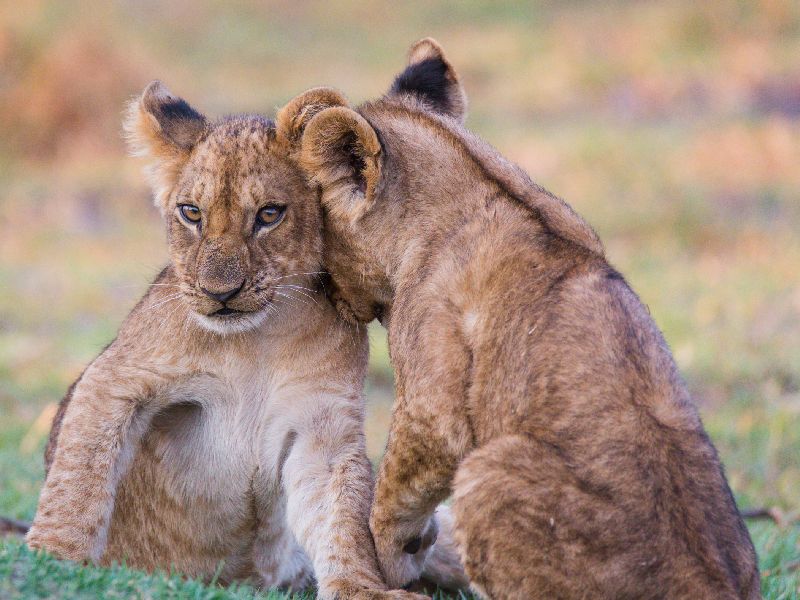 Lion cub in Moremi