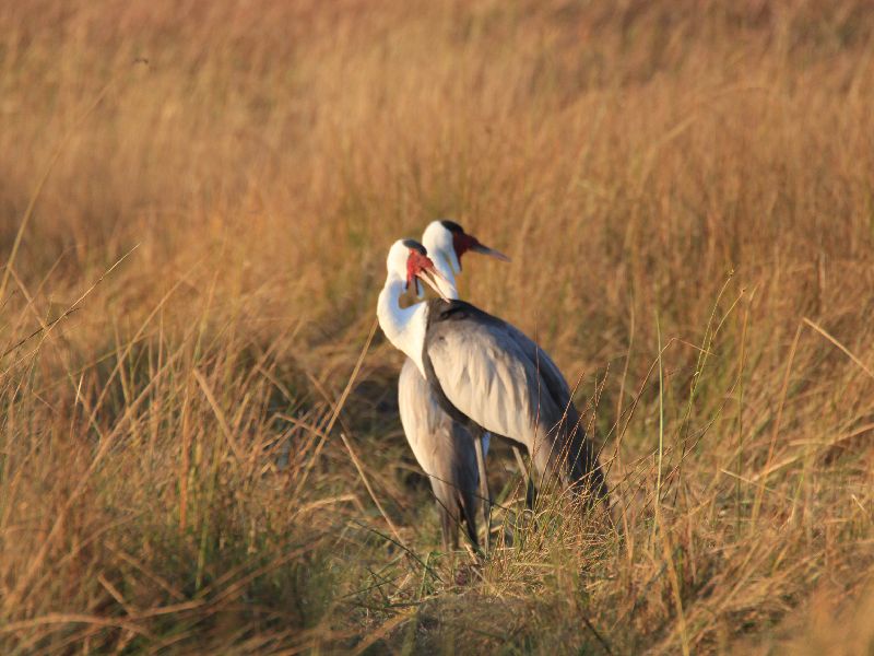 Birds of Moremi