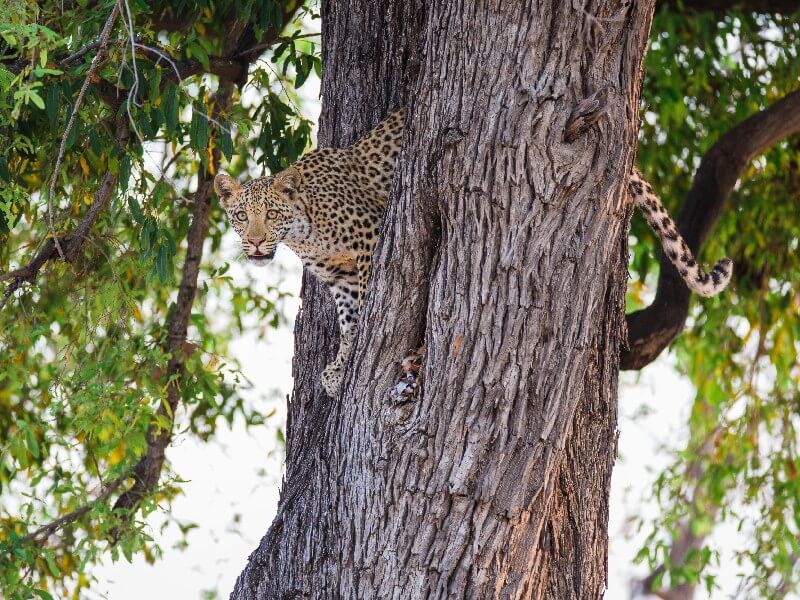 Read more about the article LEOPARD SAFARI 16 NIGHTS