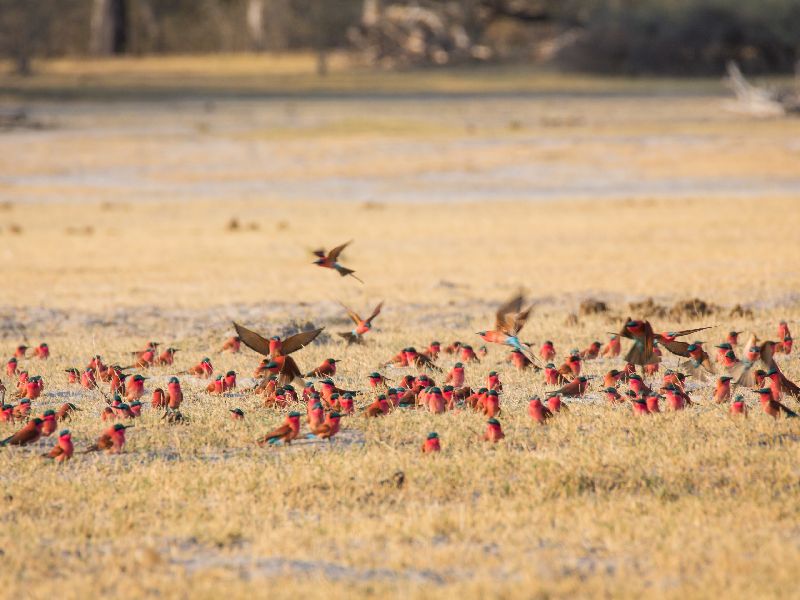 Red birds in Moremi