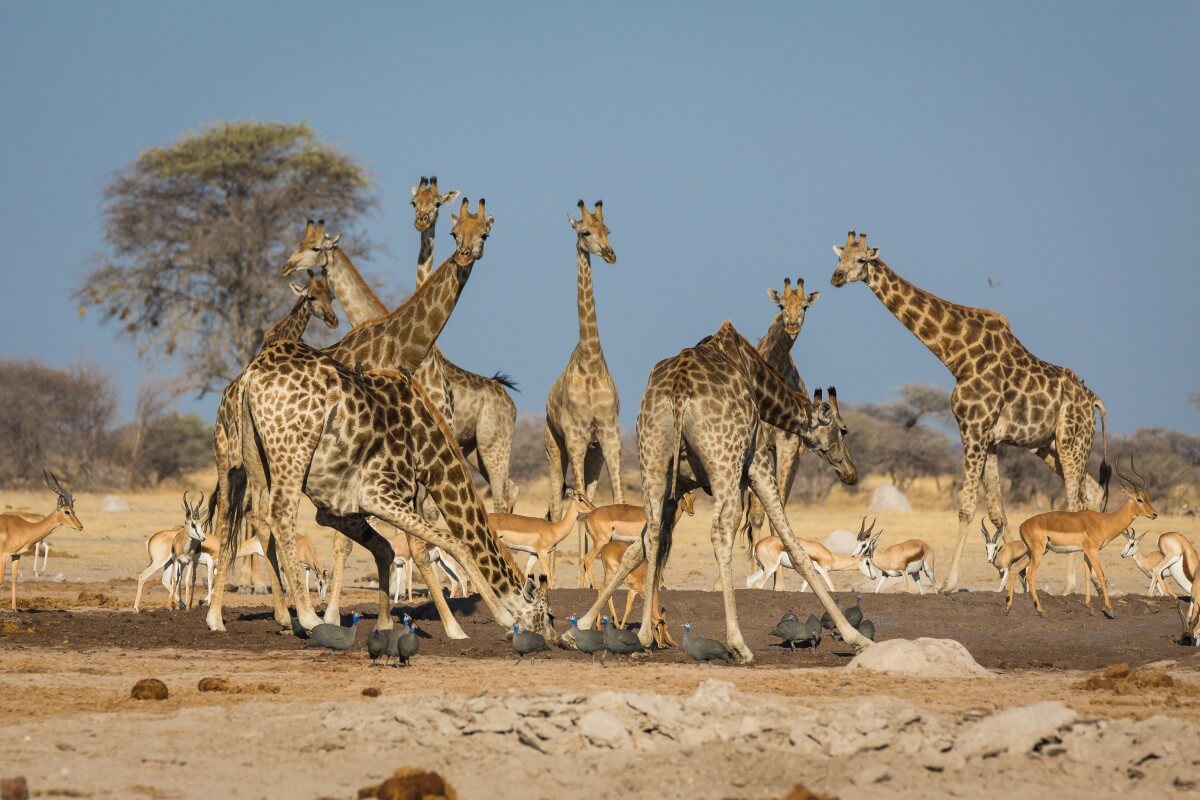 Giraffe in Naxi Pan