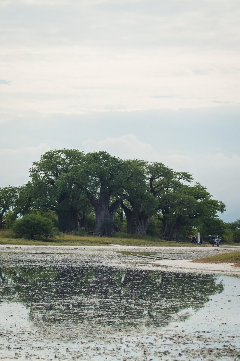 Big Trees