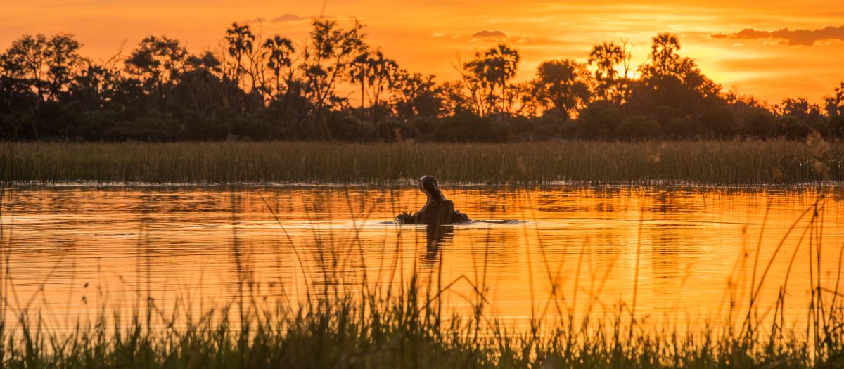 Hippopotamus in Okvango Delta